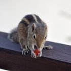 Streifenhörnchen mit Gummibärchen #2