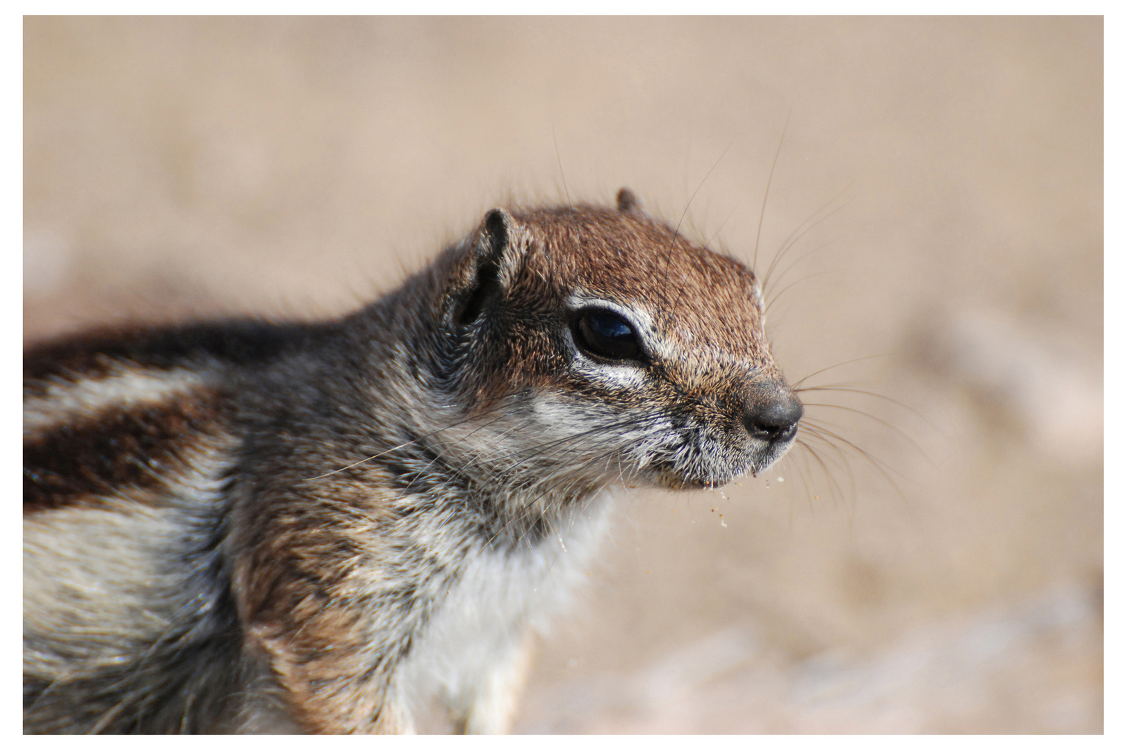 Streifenhörnchen Portrait