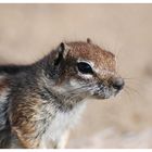 Streifenhörnchen Portrait