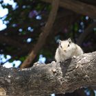 Streifenhörnchen schaut vom Baum