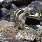 Streifenhörnchen - Squirrel