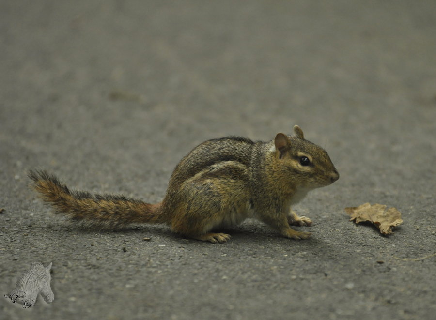 Streifenhörnchen zum anbeissen niedlich