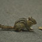 Streifenhörnchen zum anbeissen niedlich