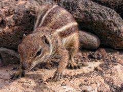 Streifenhörnchen1