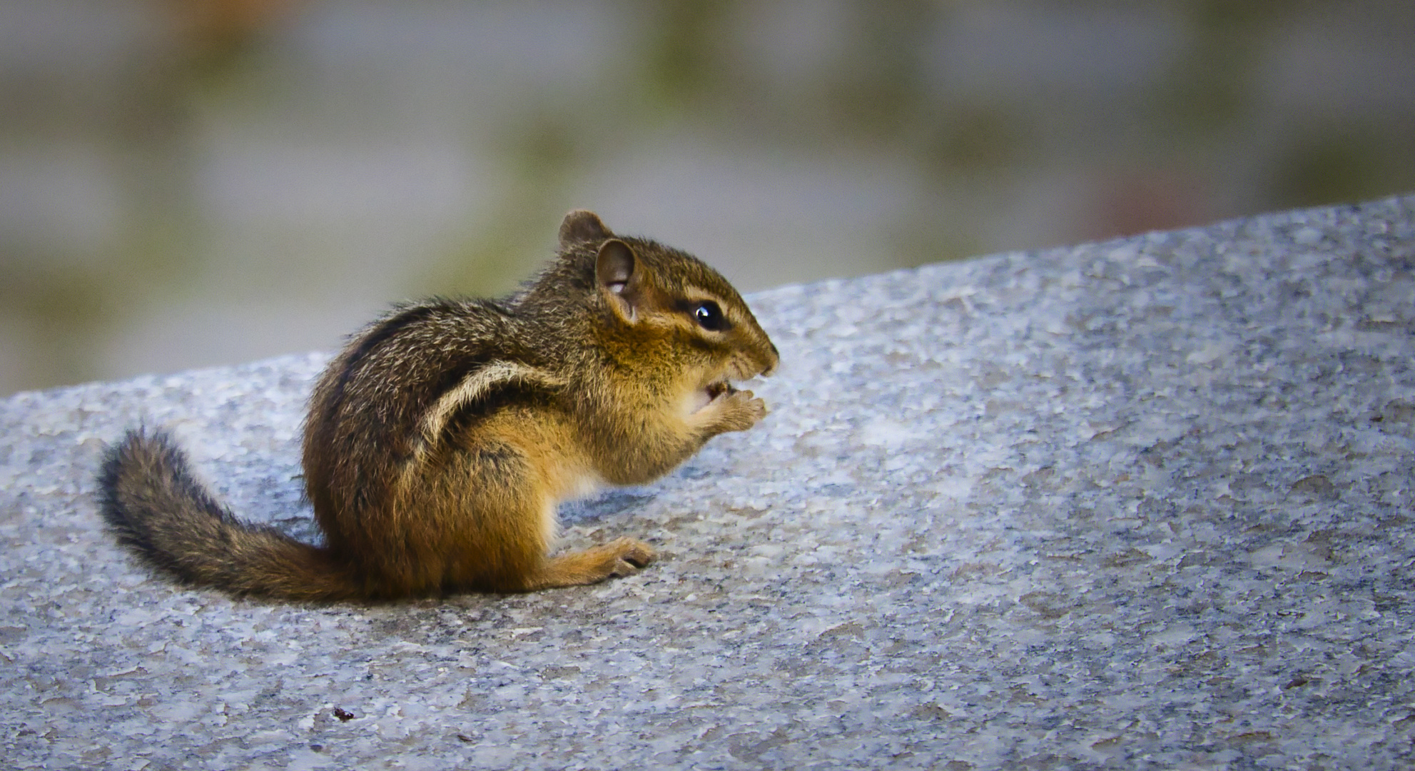 Streifenhörnchen_E7I6287