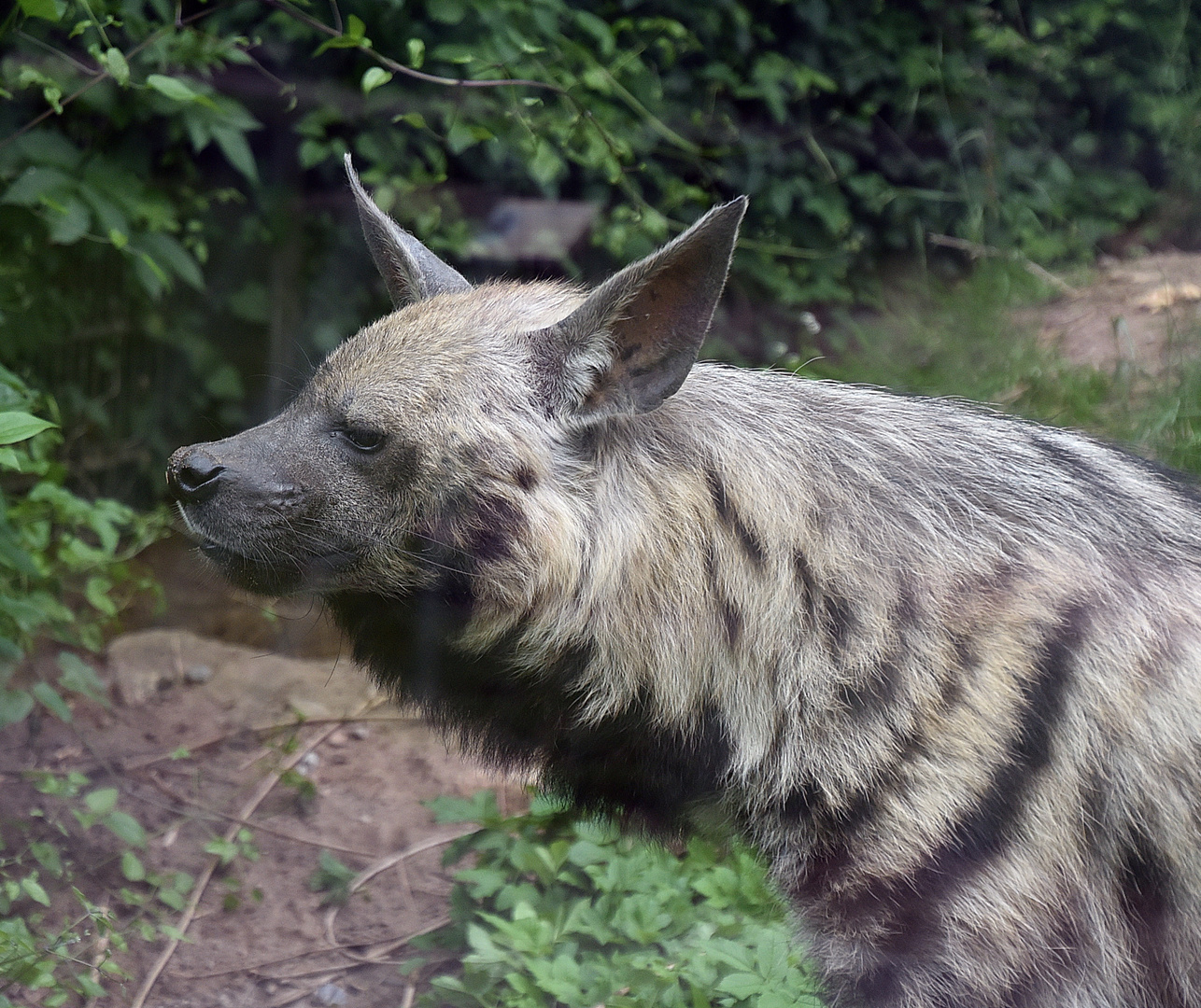 Streifenhyäne (Hyaena hyaena)