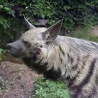 Streifenhyäne (Hyaena hyaena)