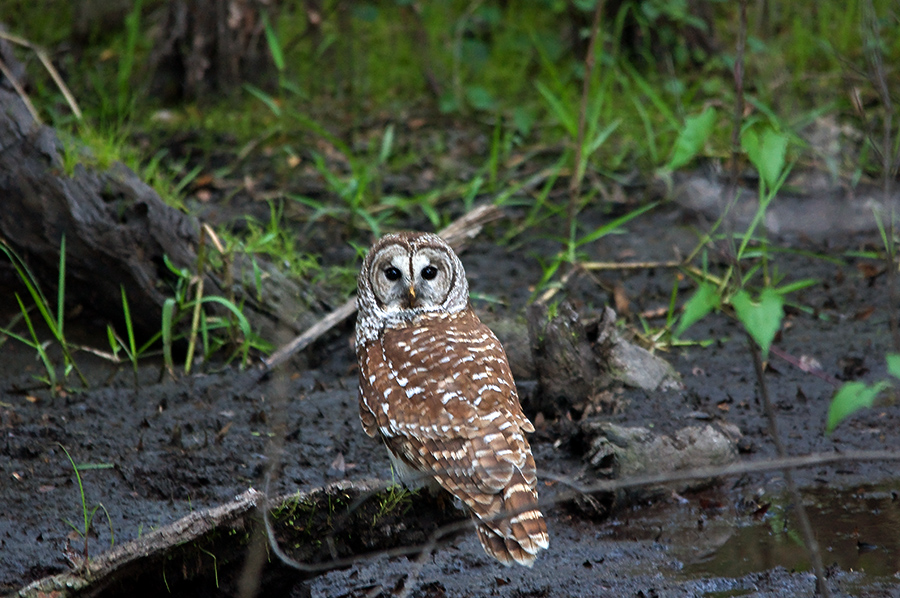 Streifenkauz - Barred Owl (Strix varia)