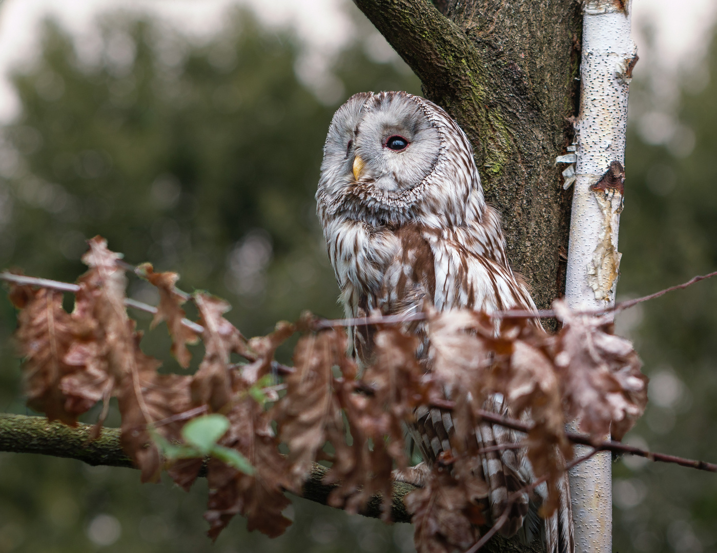 Streifenkauz (Strix varia)