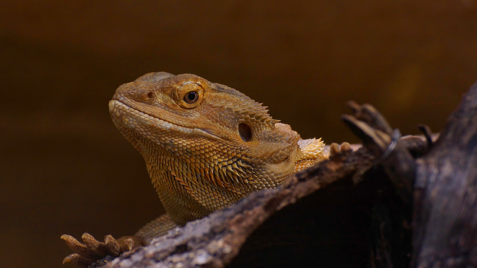 Streifenköpfige Bartagame Foto & Bild - Streifenkoepfige Bartagame 8D615c8f Db50 47c3 8051 2000beb22f3D