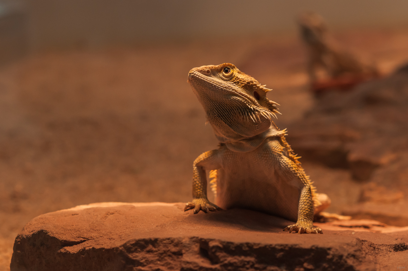 Feinde der Bartagame - Streifenkoepfige Bartagame E3696152 Af43 4198 Be43 97D5a6c629ce