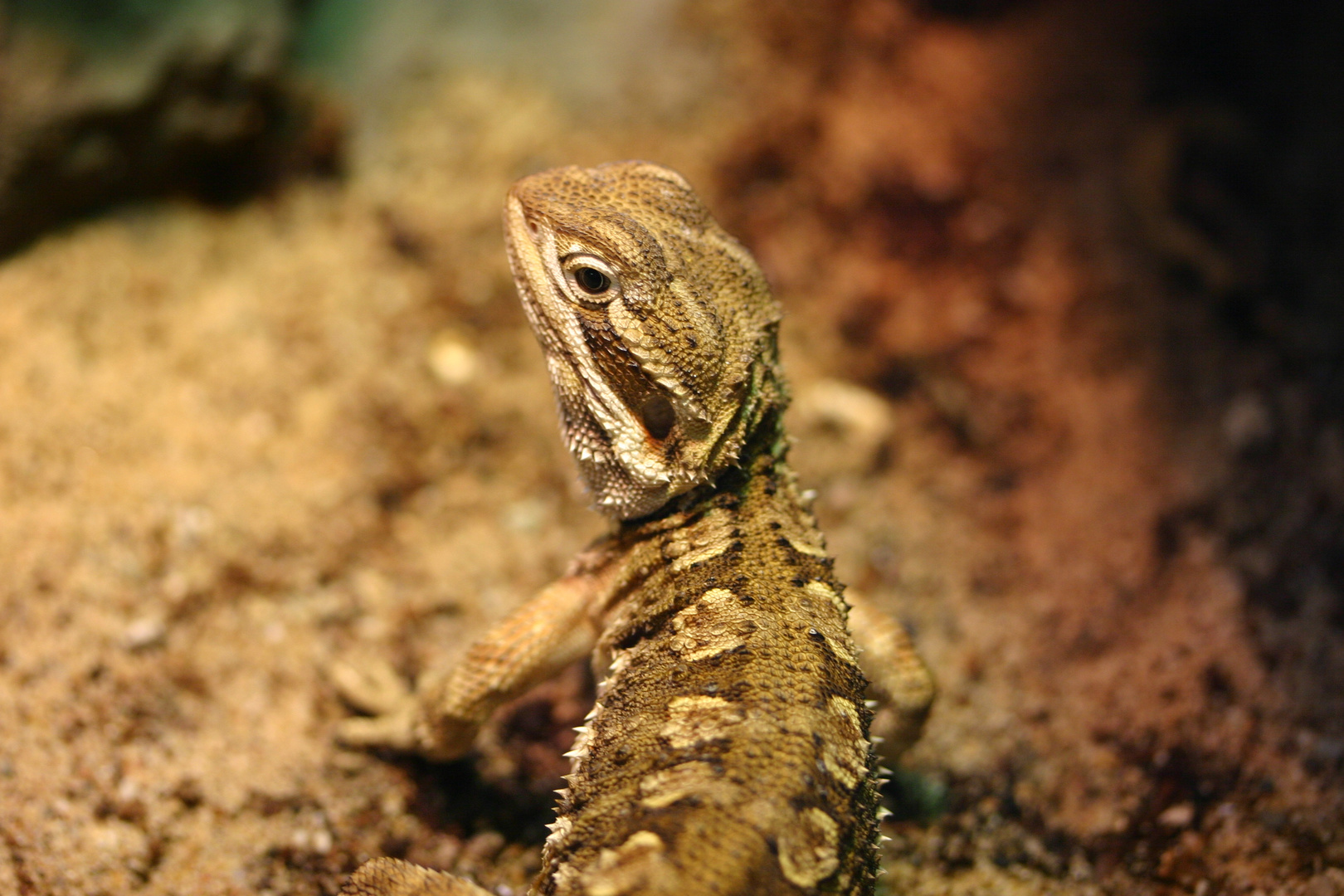 Streifenköpfige Bartagame (Pogona vitticeps)