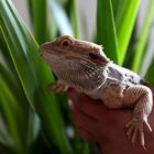 Streifenköpfige Bartagame ( Pogona Vitticeps )