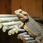 Streifenköpfige Bartagame (Pogona vitticeps), bearded dragon