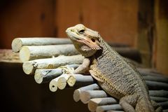 Streifenköpfige Bartagame (Pogona vitticeps), bearded dragon