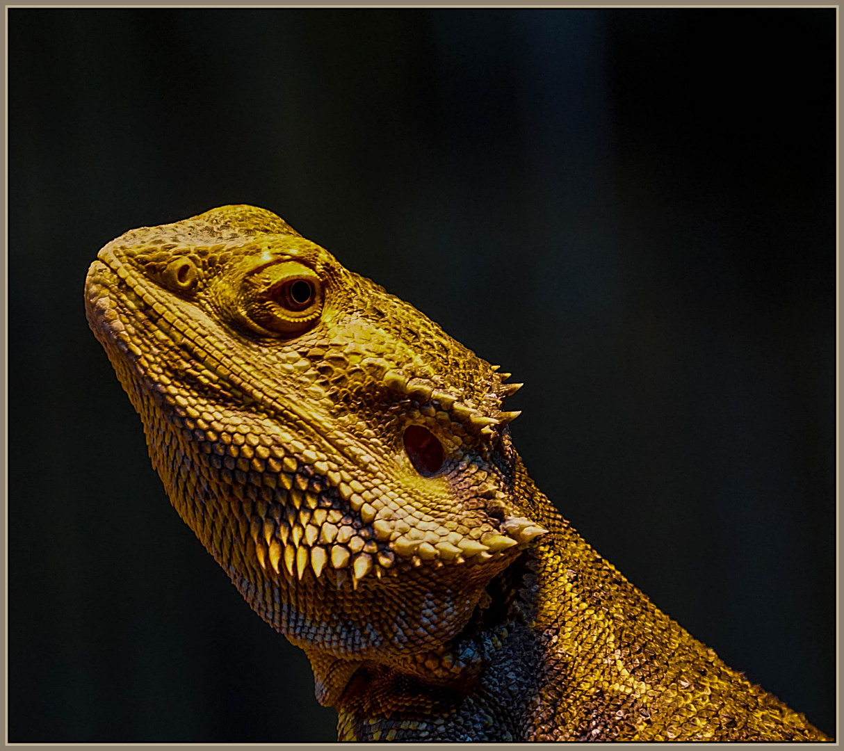 Bartagame : Bartagamen Arten | Bartagamen Ratgeber : Die bartagame