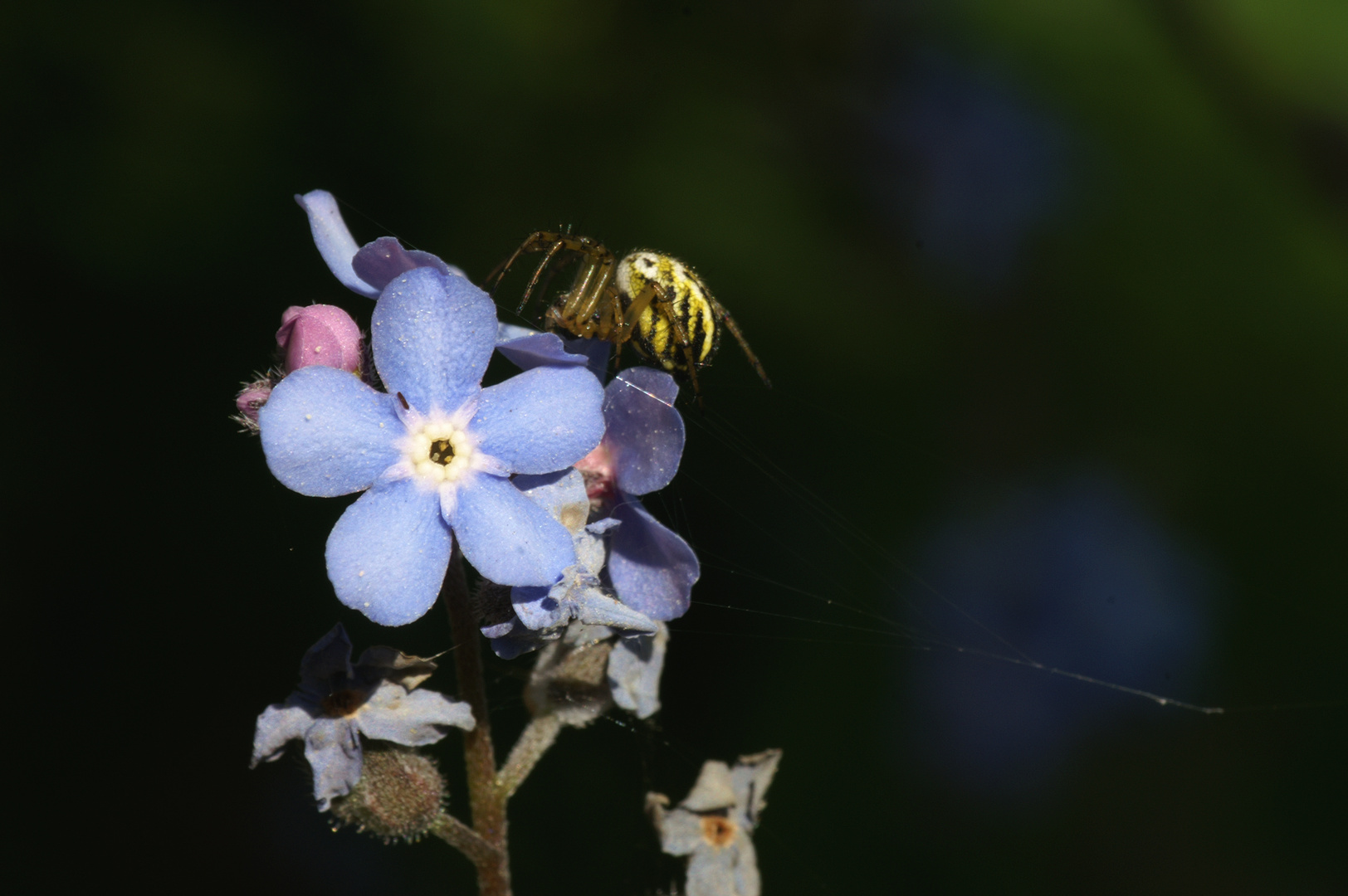 Streifenkreuzspinne auf Vergißmeinnicht-Blüte