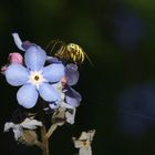 Streifenkreuzspinne auf Vergißmeinnicht-Blüte