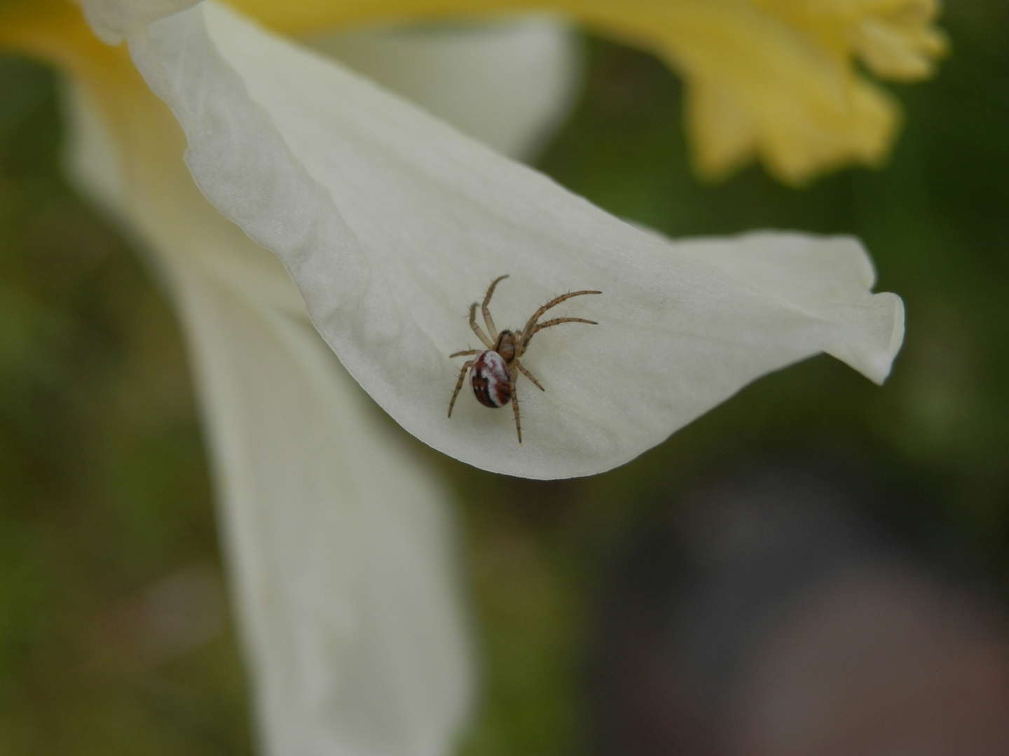 Streifenkreuzspinne (Mangora acalypha) auf einer Narzissenblüte