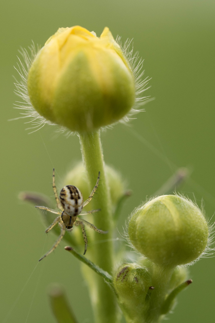 Streifenkreuzspinne (Mangora acalypha) Cricket bat orb weaver Foto