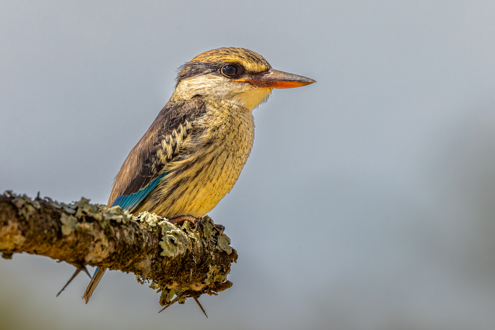 Streifenliest (Striped Kingfisher)