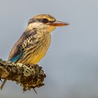 Streifenliest (Striped Kingfisher)