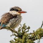 Streifenliest - Striped Kingfisher