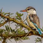 Streifenliest (Striped Kingfisher)