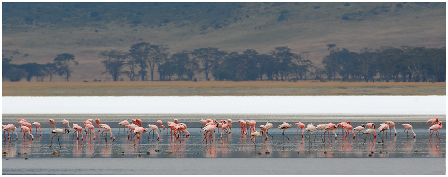 Streifenlook mit Flamingos