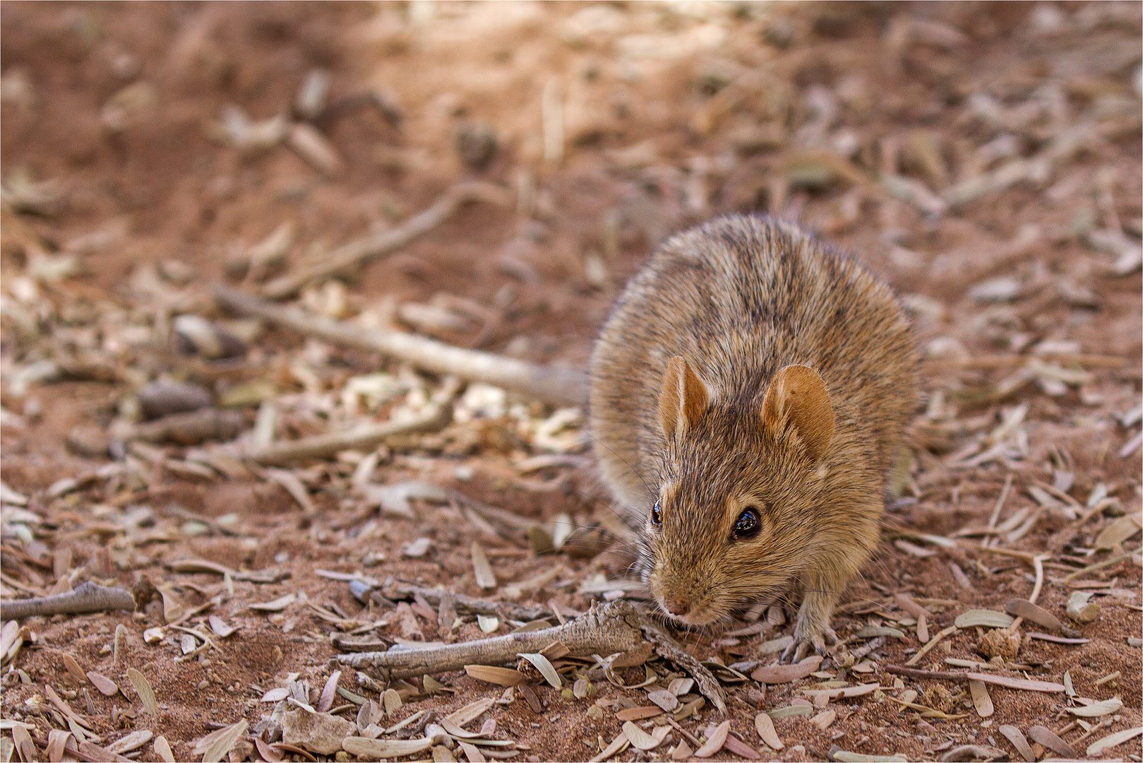 Streifenmaus