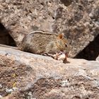 Streifenmaus am Kilimanjaro