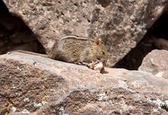 Streifenmaus am Kilimanjaro