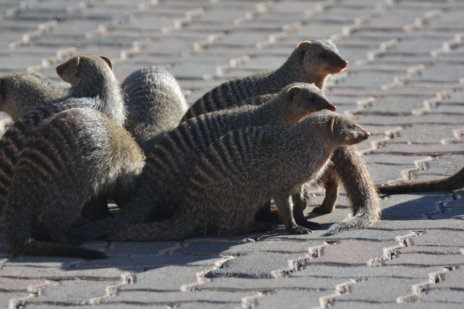 Streifenmongoos bei der Jagd