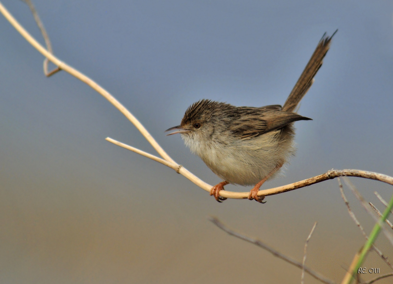 Streifenprinie ( Prinia gracilis )