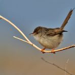 Streifenprinie ( Prinia gracilis )