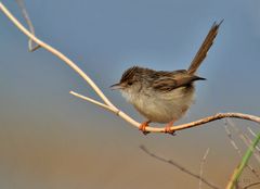 Streifenprinie ( Prinia gracilis )