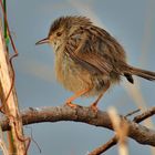 Streifenprinie ( Prinia gracilis )