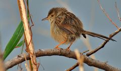 Streifenprinie ( Prinia gracilis )