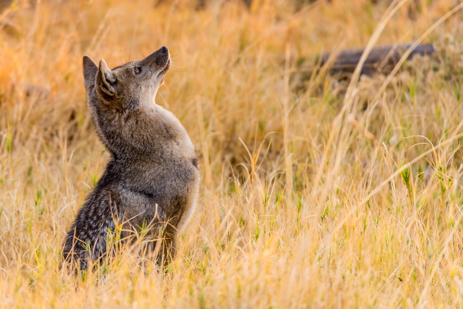 Streifenschakal in Botswana