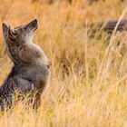 Streifenschakal in Botswana