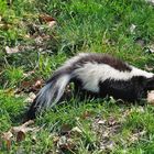 Streifenskunk im Zoo Osnabrück