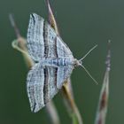 Streifenspanner (Phibalapteryx virgata)