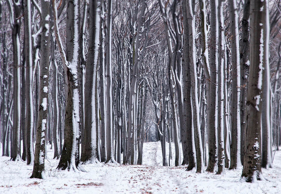 *Streifenwald*