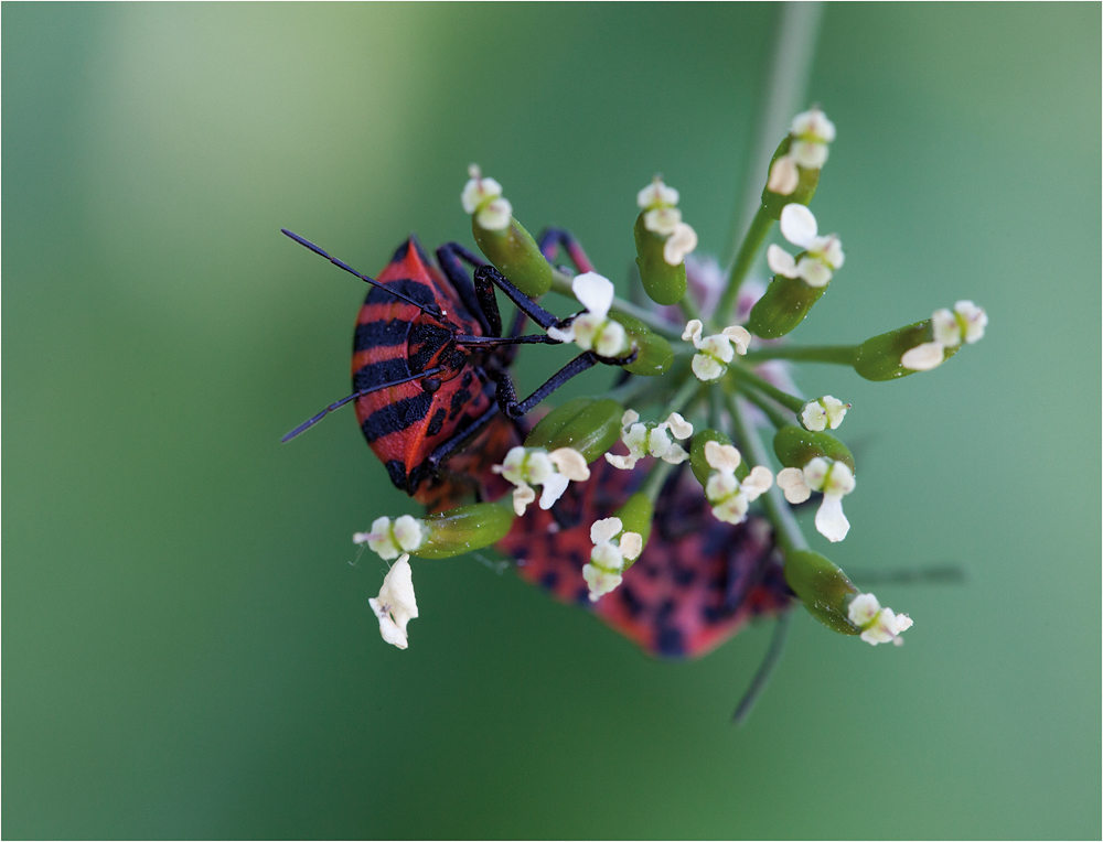 streifenwanze 2 (graphosoma lineatum)