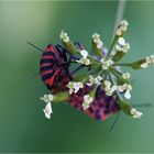 streifenwanze 2 (graphosoma lineatum)