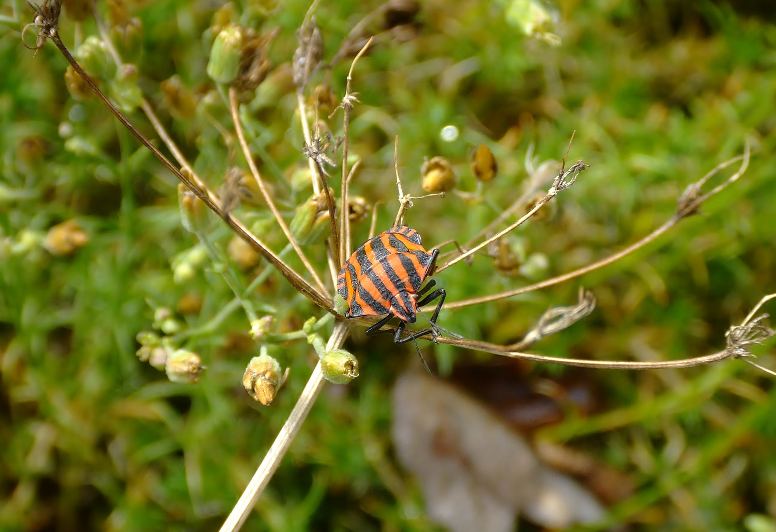 Streifenwanze