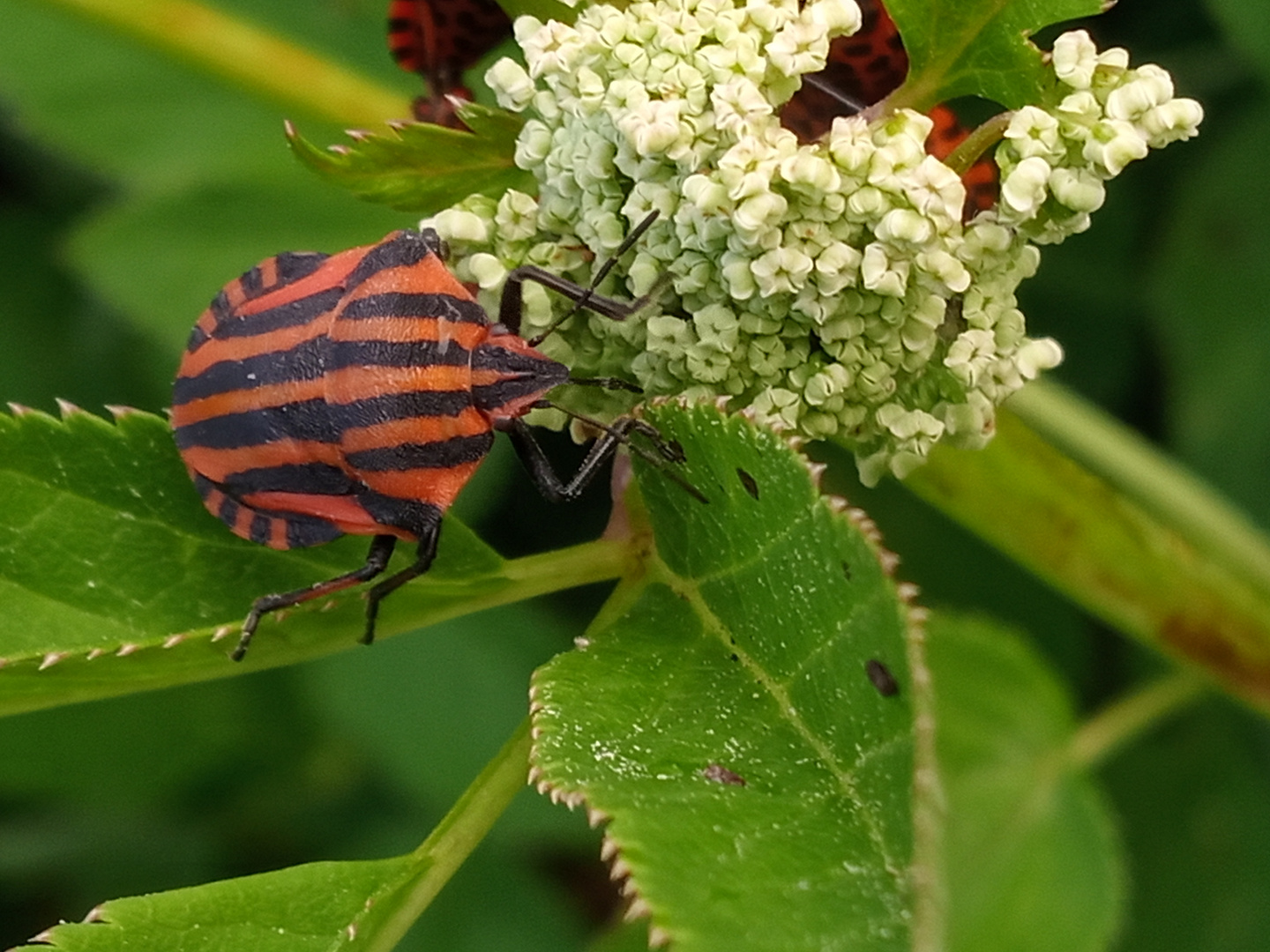 Streifenwanze an Gierschblüte