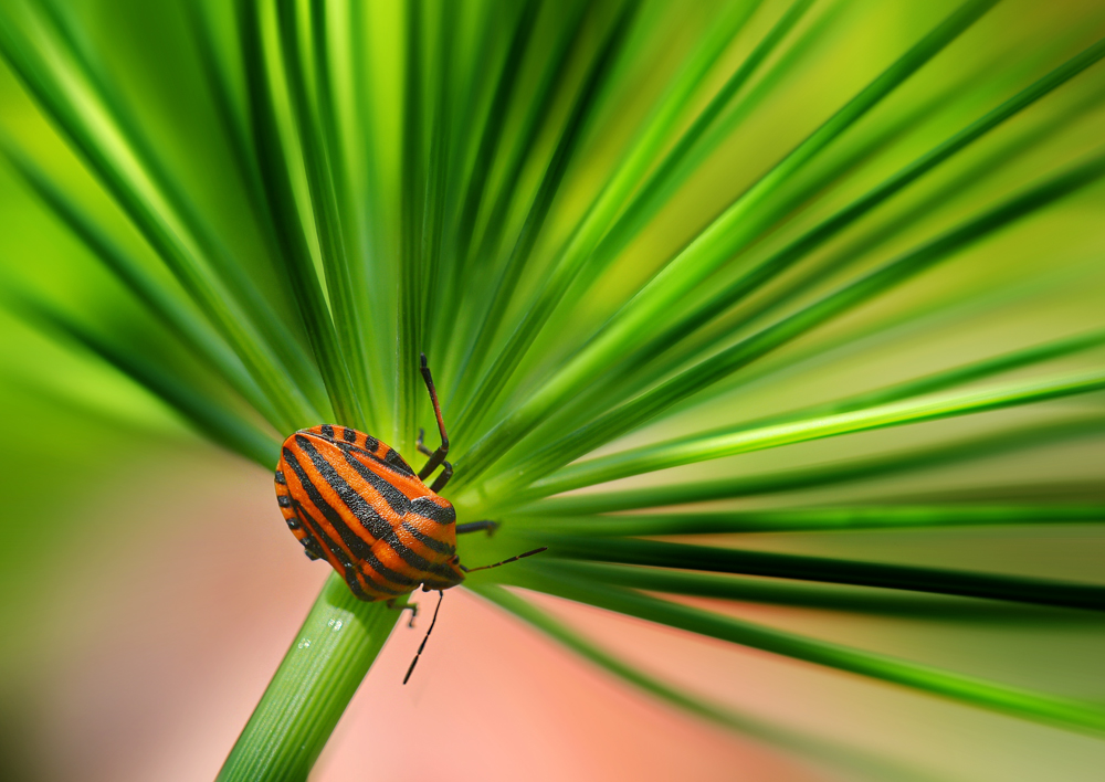 Streifenwanze auf Dill in Farbe