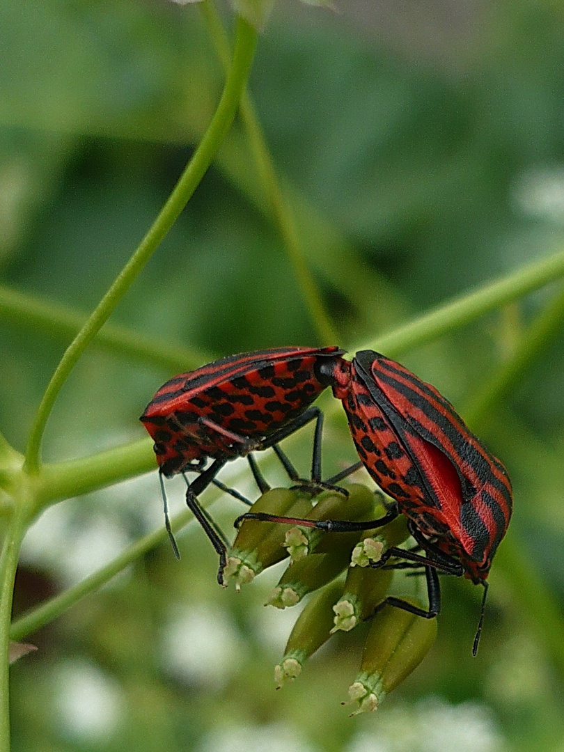 Streifenwanze (Grabhosoma lineatum)