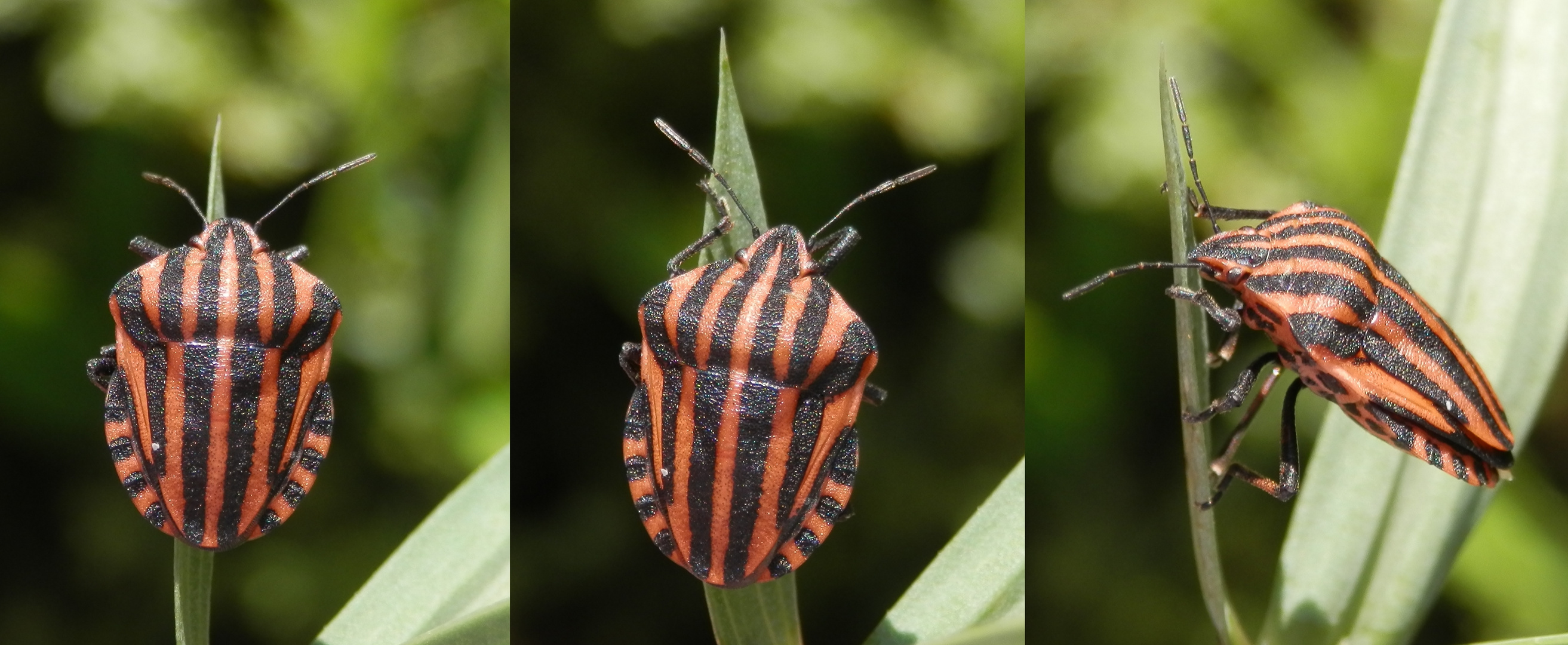 Streifenwanze (Graphosoma italicum)